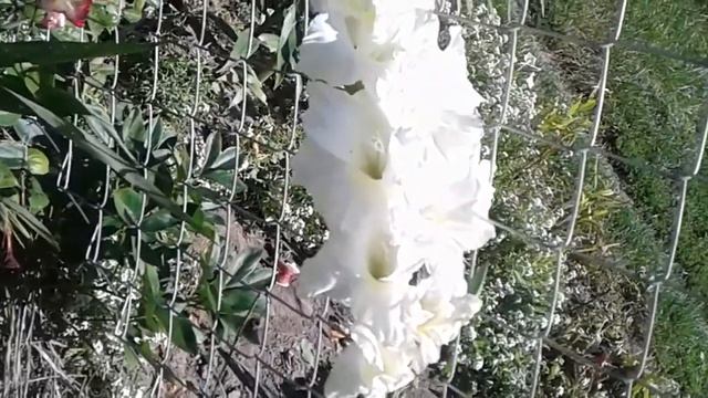 Гладиолусы выращенные с деток. Gladiolus grown from children. смотреть онлайн