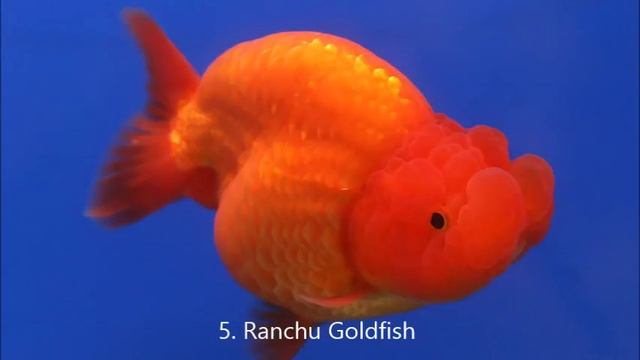 Top 10 most popular Goldfish varieties | types of gold fish || #Aquamarina #goldfish #goldfishtype смотреть онлайн