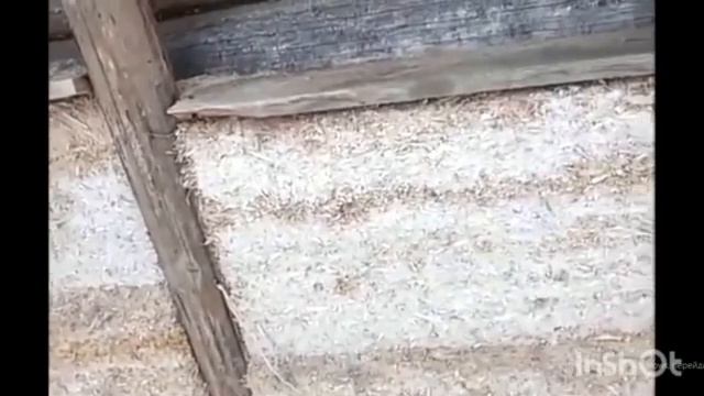 дом сгорел, что осталось? Опилки утеплитель стен, Что стало после пожара. смотреть онлайн