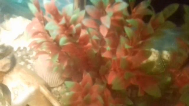 Установка фильтра в аквариум! смотреть онлайн