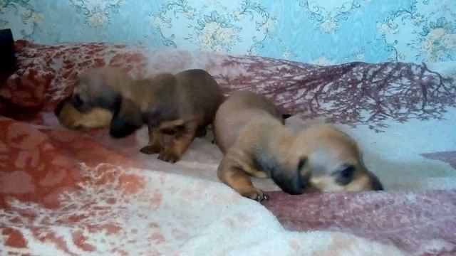 щенки таксы смотреть онлайн