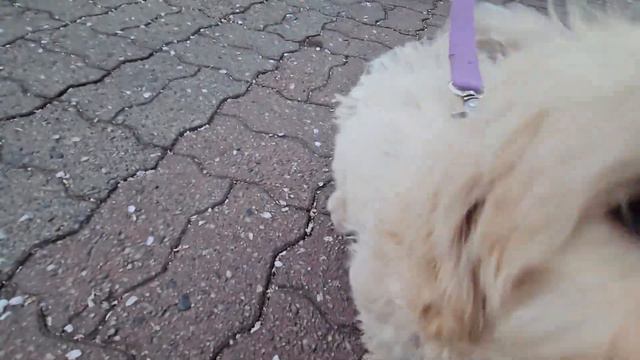 강아지 방귀 1열 직관 смотреть онлайн