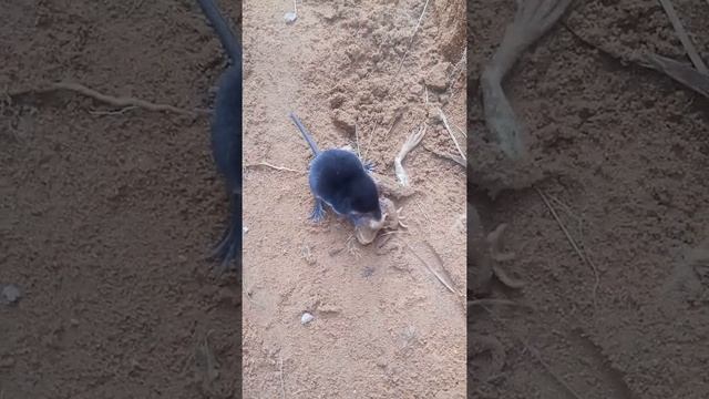 Хищный крот смотреть онлайн