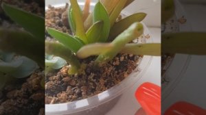 Размножение крассулы хоббит своими руками.