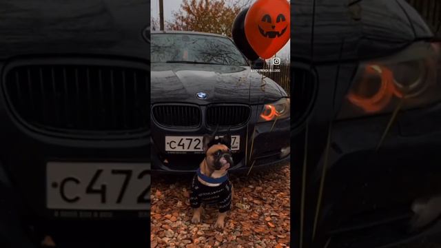 Хо хо 🐽🎃 #halloween #halloween2023 #bulldogs #французкийбульдог #halloweencostume смотреть онлайн