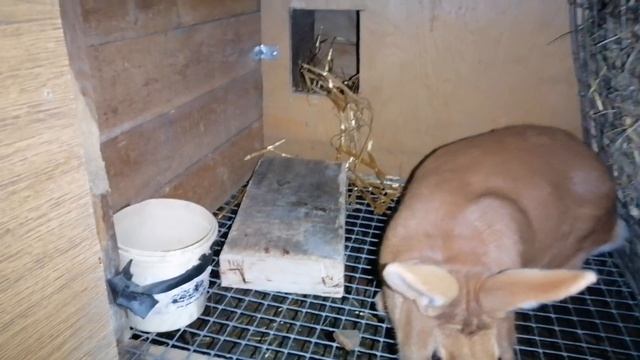 ЛЕЧЕНИЕ МАСТИТА У КРОЛЬЧИХИ. ВЗВЕШИВАЕМ САМЦОВ "КАЛИФОРНИЯ И ФРАНЦУЗСКИЙ БАРАН"/ДЕРЕВЕНСКИЕ БУДНИ. смотреть онлайн