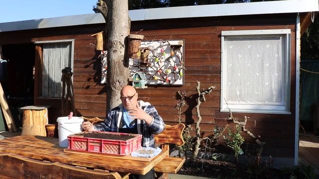 Бархатцы. Сеем Бархатцы.Огород Баварский. смотреть онлайн