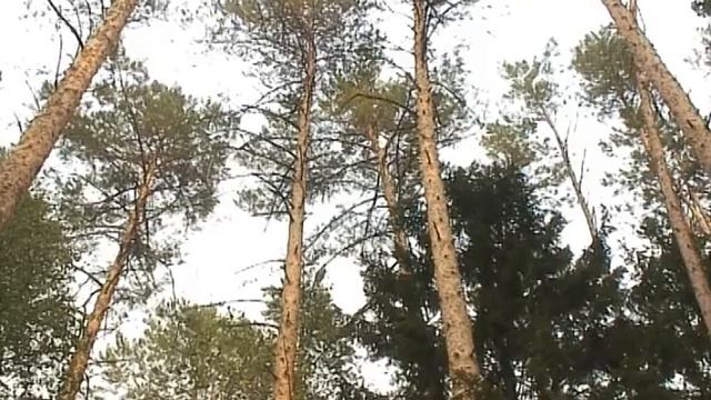 Пожары в Марий Эл - Устье Кундыш - 03.08.2010 смотреть онлайн