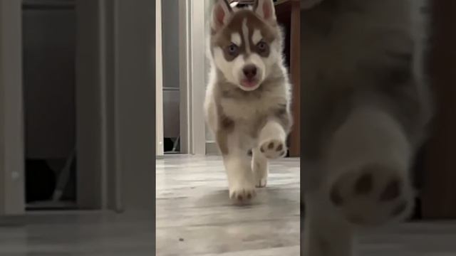 #животные #приют #приютдлясобак #собака #волгоград #спасение #спасениежизни смотреть онлайн