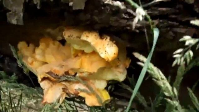Chicken Of The Woods