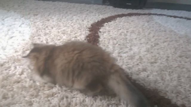 Золотой длинношерстный британский котик смотреть онлайн