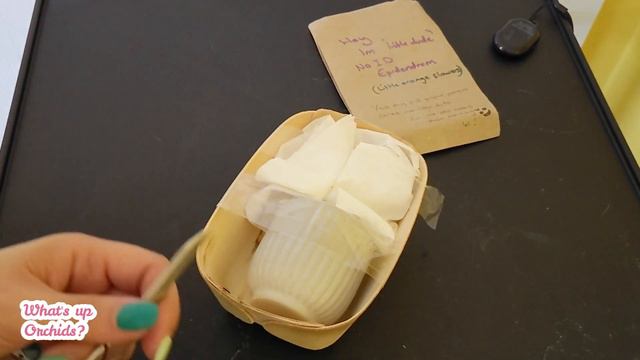 Unboxing A Keiki - New Genus For Me! Orchid Swap With My Instagram Orchid Friend 🥰