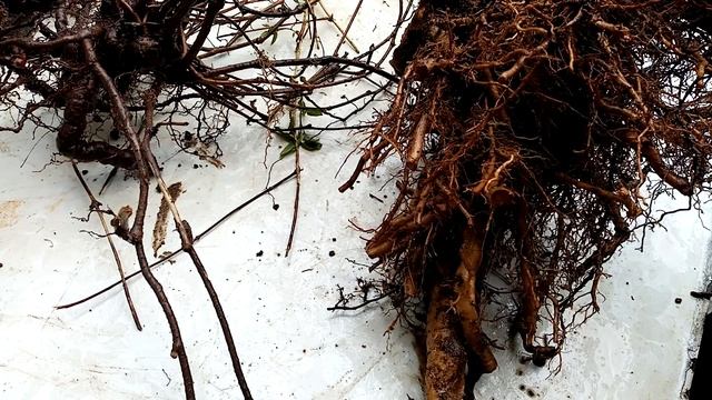 Строительный Тренд