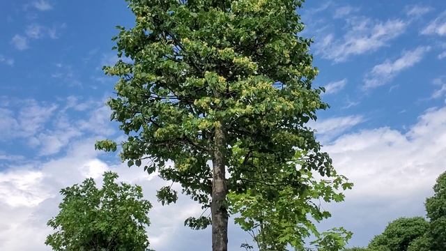 Вкусы России. смотреть онлайн