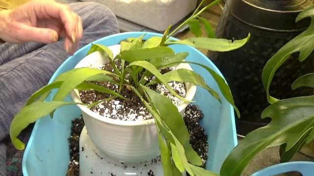 Pseudorhipsalis Rhipsalis Ramulosa/ Red Coral/ Mistletoe Cactus/ Repot & Care