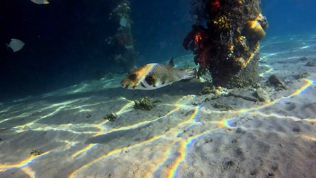 ПОДВОДНЫЙ МИР ОТЕЛЯ Kairaba Aqua Mondo Resort (Ex. Aqua Mondo Abu Soma Resort) #египет #хургада смотреть онлайн