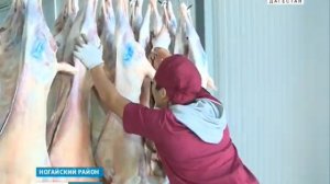 Дагестанская баранина завоевывает зарубежные рынки   07.10.19 г