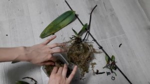 Пересадка детки орхидеи.