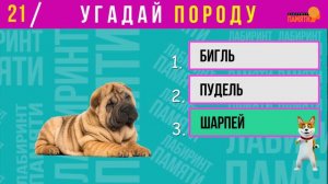 Угадай породу собак 🐶🐶🐶 / Как хорошо ты знаешь собак / Викторина