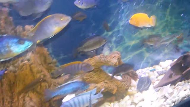 алунокара смотреть онлайн