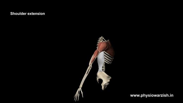 How to do a Latissimus dorsi stretch ? смотреть онлайн