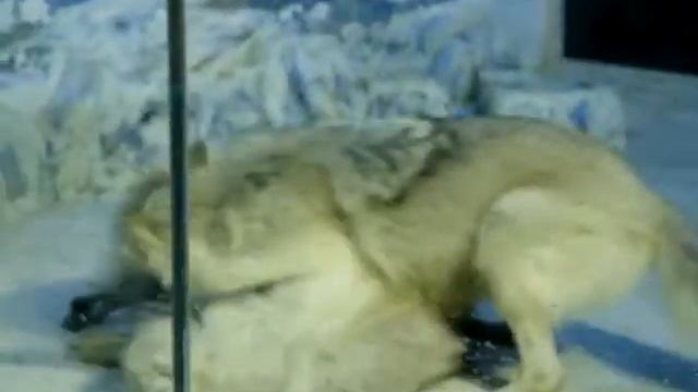 Белые полярные волки. Белые песцы. White polar wolves . White foxes . смотреть онлайн