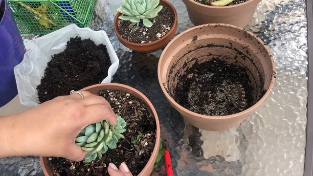 Retirando Hijuelos De Echeveria | Exceso De Agua | Echeveria Elegans | Echeveria Blue Sky