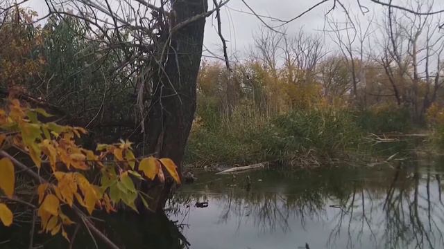 Осень. Пруд. Утки взлетают. Замедленная съемка. Full HD 60fps смотреть онлайн