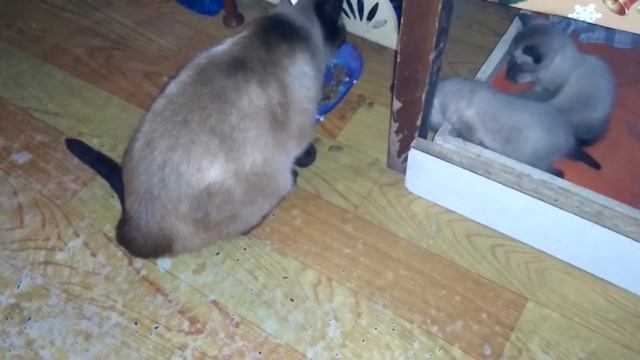 котята первый раз видят как их мама кушает--kittens the first time see how their mother eats смотреть онлайн