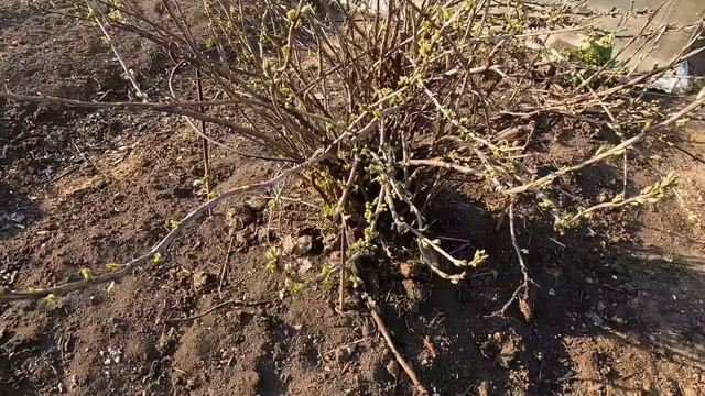 Удобряем наш участок натуральным удобрением. смотреть онлайн