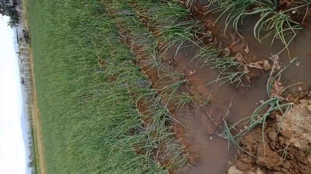 Onion Red Allium смотреть онлайн