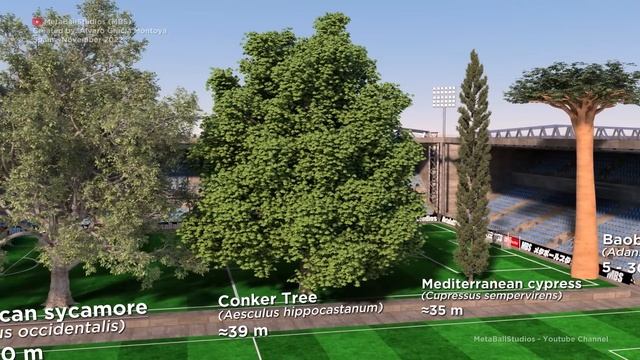 The Tallest TREES in the World ??? 3D Comparison смотреть онлайн