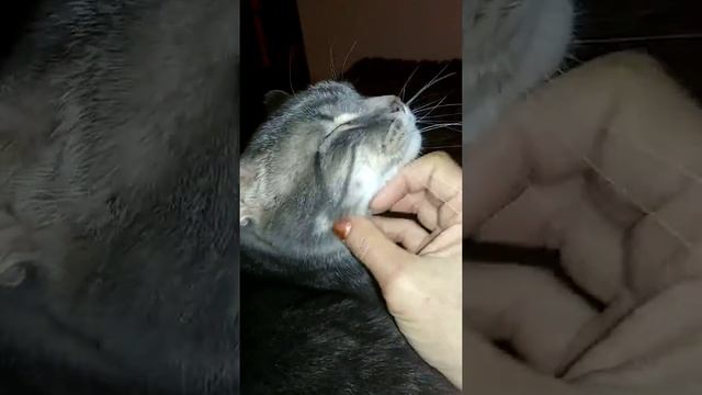 Squeaky Kitty Marvin смотреть онлайн