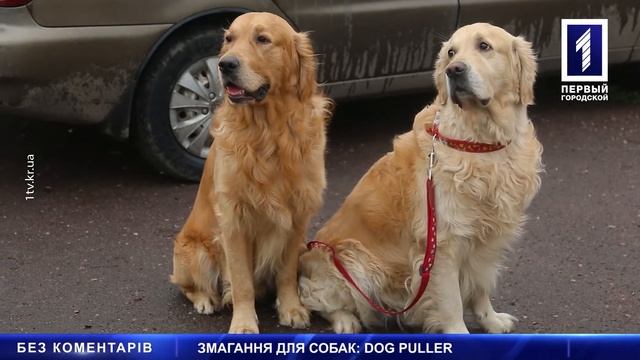 Змагання серед собак смотреть онлайн