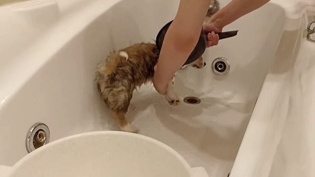 купание щенка корги. смотреть онлайн