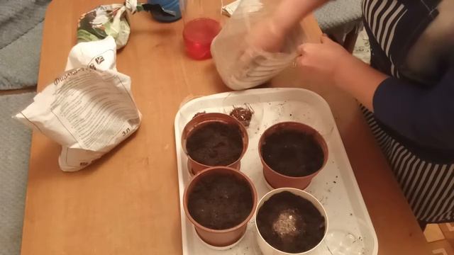 Глоксиния, синнингия (Gloxinia, Sinningia) посадка и уход смотреть онлайн