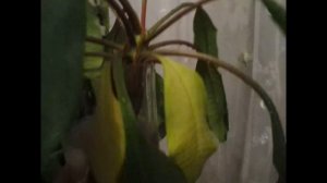 Молочай Беложильчатый-8. Как укоренить ветку в воде? Молодые листья