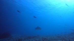 Дайвинг с тигровыми акулами. Фувамула 2023г.