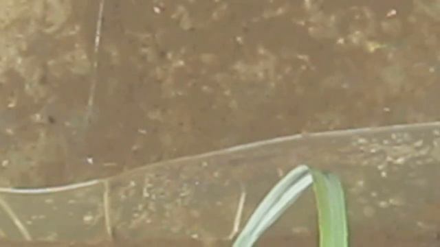 красноухая черепаха на даче смотреть онлайн