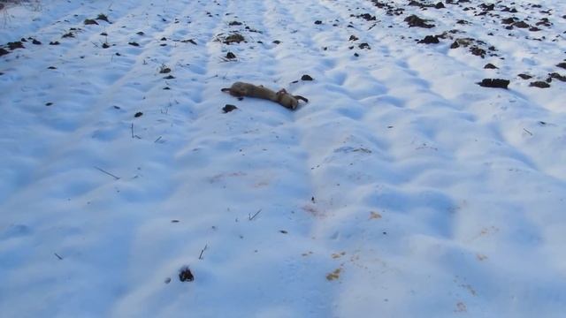 Орлан Белохвост уничтожил Лису!Убить Белохвоста? смотреть онлайн