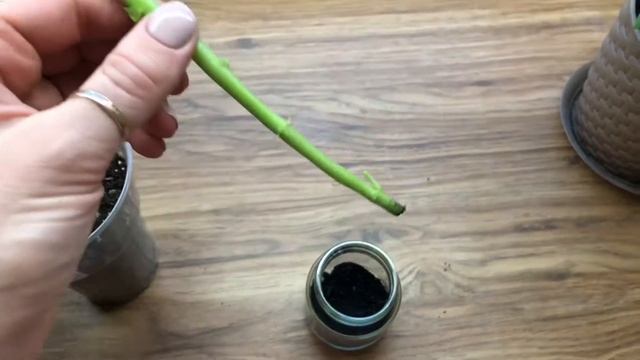 Пеларгония Apple blossom rosebud размножение черенками. смотреть онлайн