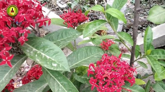 Ixora coccinea /வெட்சியின் வைத்திய முறைகள் /vetchi mooligai смотреть онлайн