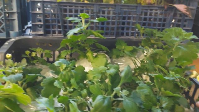 ЖДЕМ ПОСЫЛКИ!!! ХРИЗАНТЕМЫ В ДОРОГЕ! смотреть онлайн