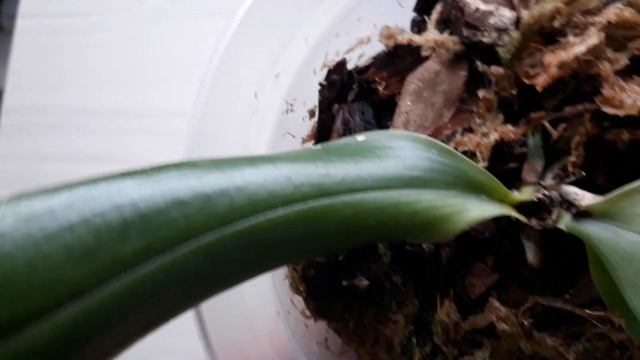 ГНИЁТ СЕРДЦЕВИНА орхидеи! Остановила безобидным средством и ...!!!