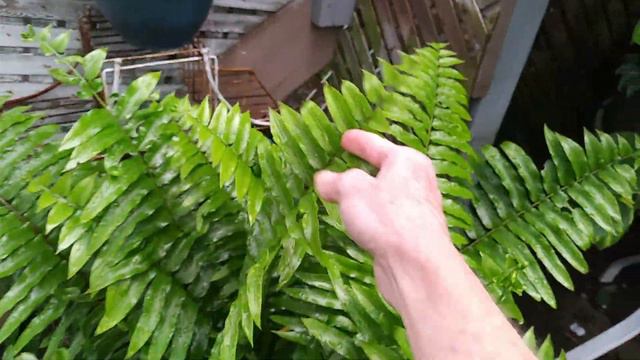 Orchid in Bloom and House Plant Updates смотреть онлайн