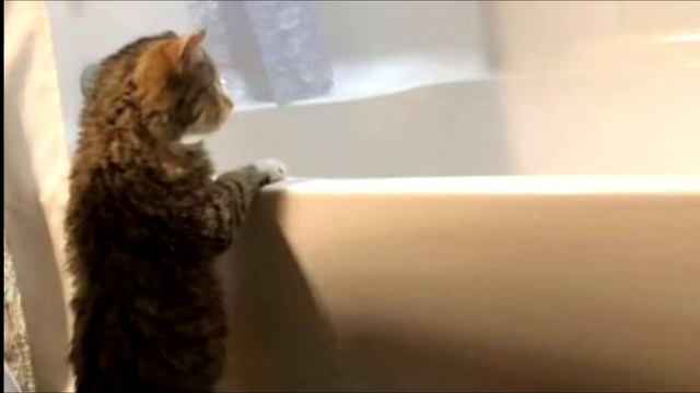 Бездомная кошка смотрела с тоской в окно станции пожарных Она надеялась на помощь