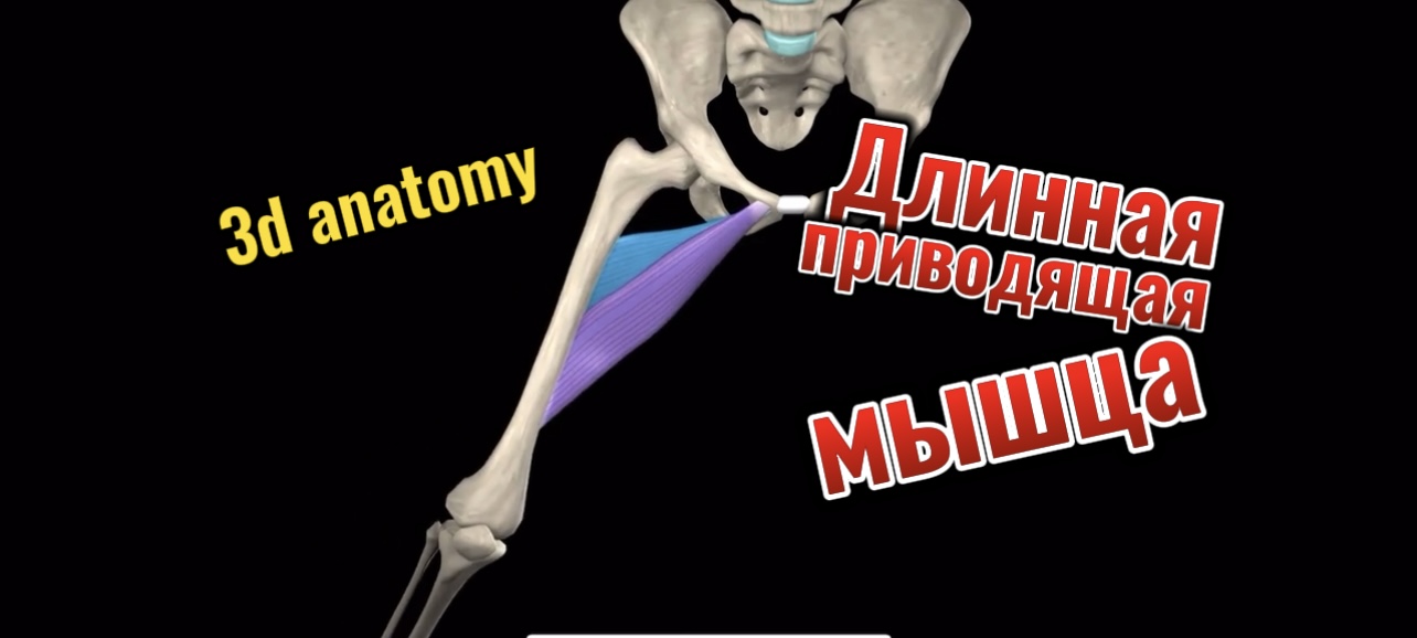 3d anatomy. Длинная приводящая мышца. смотреть онлайн