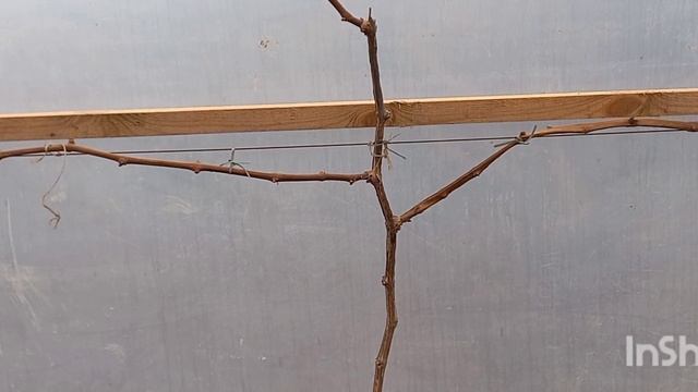 Обрезка, формировка одно, двух, трехлетних кустов винограда