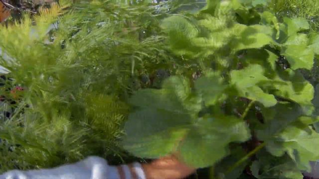 Цветы в моем саду. Последнее цветение. Гортензия в зиму. смотреть онлайн