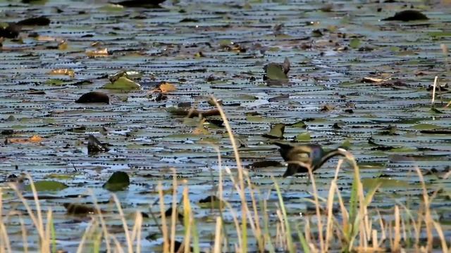 Wattled jacana #birds #nature #animals #jacana смотреть онлайн